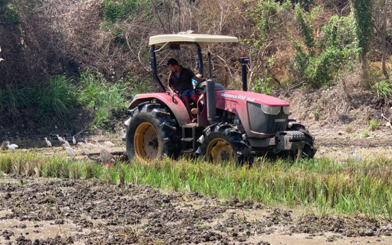 Un agriculteur conduit un tracteur FMWorld rouge dans une rizière