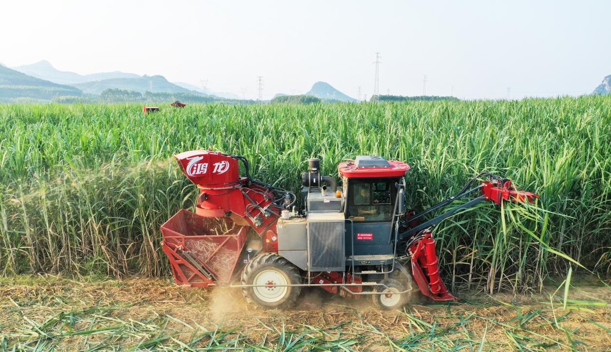 La technologie donne du pouvoir à «&nbsp;l'industrie sucrée&nbsp;»&nbsp;: la fabrication intelligente chinoise mène une nouvelle révolution dans la récolte de canne à sucre en Thaïlande ——FMWORLD atteint des livraisons annuelles record sur le marché thaïlandais