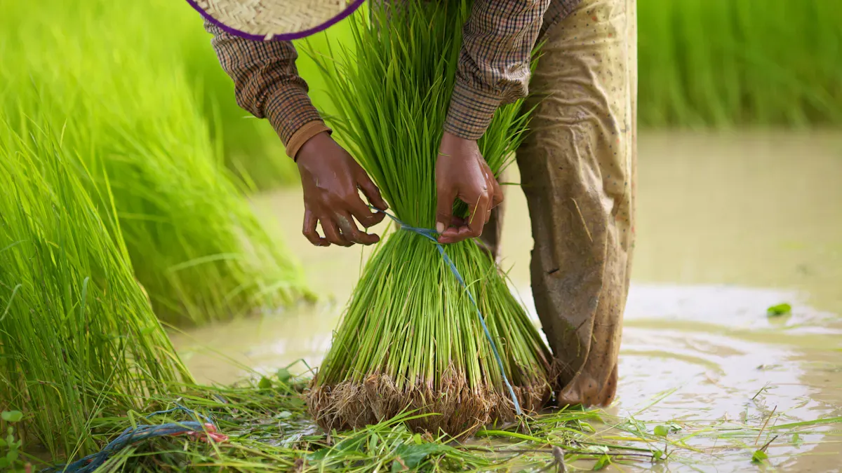 Entretien du transplanteur de riz